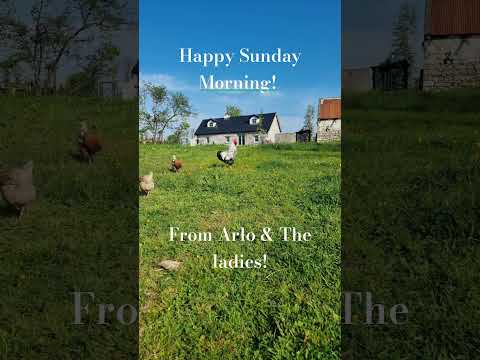 #lazysunday #cockerel #irishcottage #diyrenovation