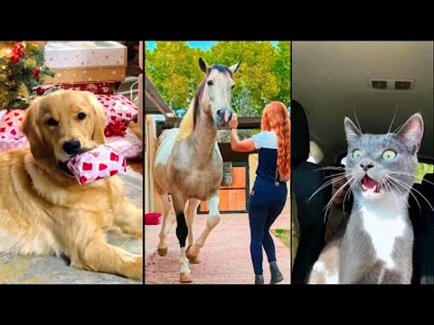 Funny ANIMALS videos 😂 Funniest CATS 😺 DOGS 🐶 HORSES 🐴 2025