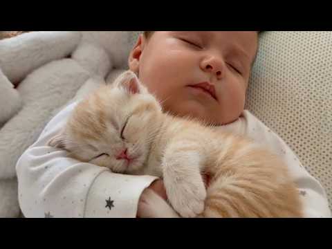 These Kittens Think Babies Are Furniture 😂