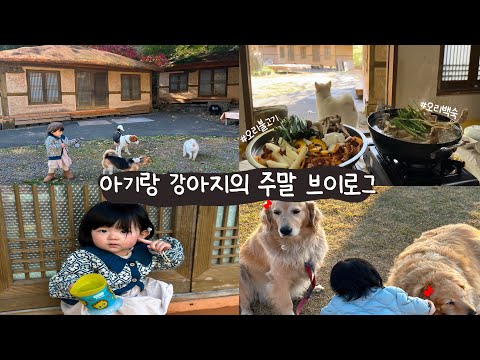 아기랑 강아지의 주말 (경주 애견동반 식당 & 카페 / 애개육아 브이로그)