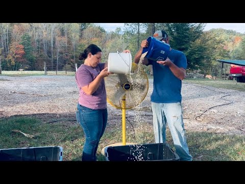 Popcorn from the Homestead | Cleaning, Storing & Cookin’ a Batch! || October 2025