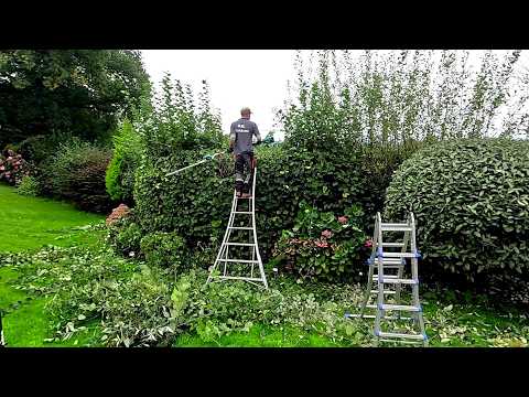 Trimming OVERGROWN Sloping HEDGES in the Countryside