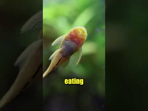 Best Aquarium Pets..