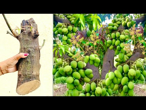 Unique Technique : Grafting Mango Tree With Banana & Chicken egg