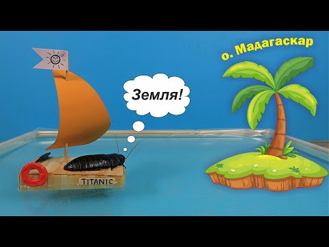 Dangerous adventures of the Madagascar Cockroach on a raft!