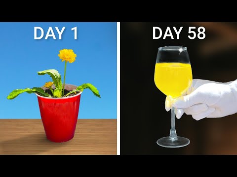 I Made Wine from This Backyard Plant