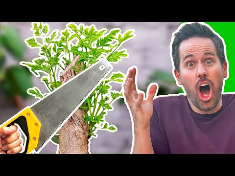 Why You Should HACK Your Moringa Tree EVERY Year