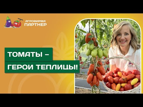 ТОП ИНДЕТЕРМИНАНТНЫХ ТОМАТОВ // Выносливые сорта и гибриды сезона 2025