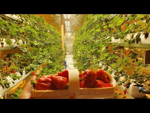 Secret strawberry lab. Harvest. Costs. Income. Prospects.