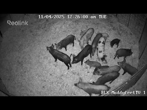 Trapped 16 Wild Hogs in the Front Yard of this House!!!