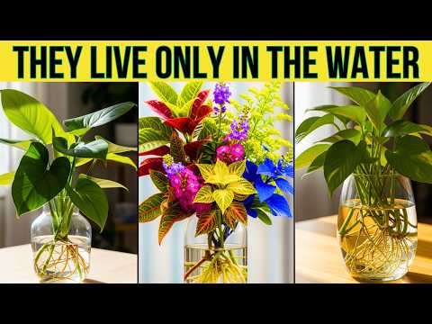 7 Best Indoor Plants That Grow Only in Water