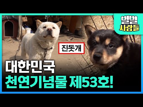 국내 순종은 5%도 안된다는 '진돗개'🐕 순수 혈통 백구 구별법은? [ 별별사람들 ] 20230426
