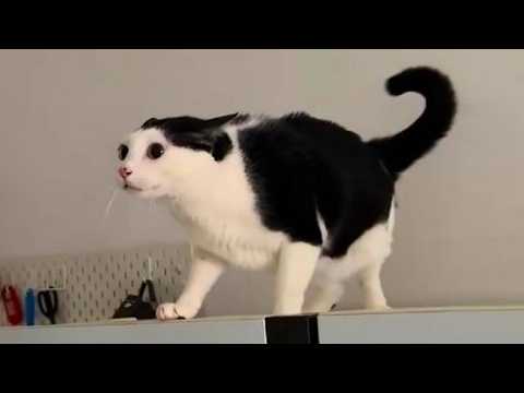 Cat's head confusion