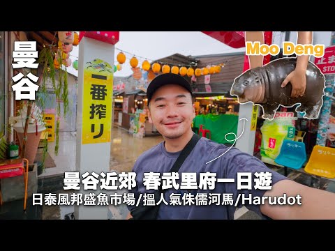 【曼谷➡️春武里一日遊】日泰式邦盛海鮮市場/Cafe Harudot/侏儒河馬Moo Deng #moodeng #侏儒河馬 #春武里 #曼谷自由行 #芭堤雅￼