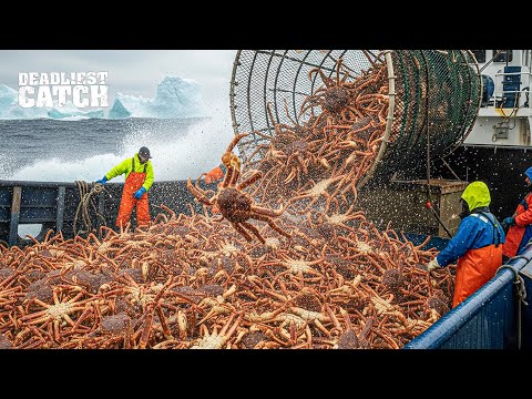 How Fishermen Landed a $2,000,000 King Crab Haul in Alaska’s Stormy Waters | Fishing Documentary