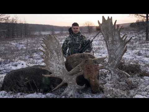 Top hunting shots. Trophy moose, bears, wild aurochs, and wild boars!