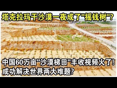 記者實地探訪塔克拉瑪干沙漠，被眼前一幕驚呆了！60萬畝“沙漠梯田”大豐收， 成功解決世界兩大難題？