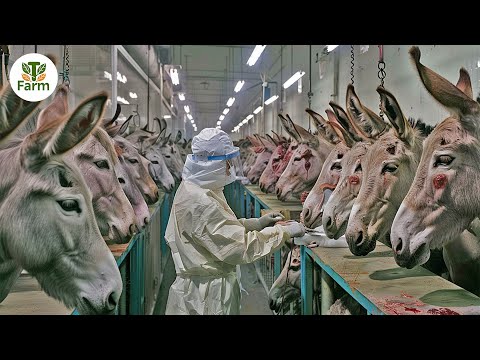 How Chinese People Raise Millions Of Donkeys For Milk and Meat | Processing Factory