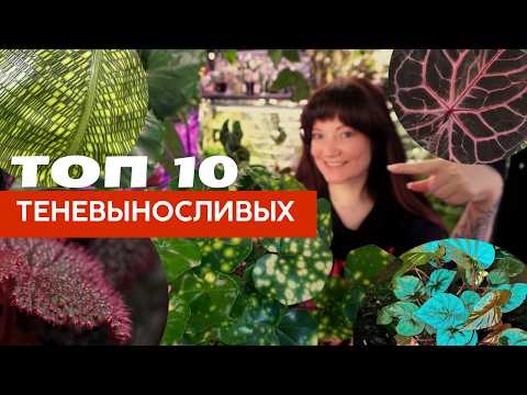 Теневыносливые растения, которые вас удивят + сколько света им нужно, что такое ppfd