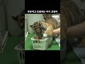 우유 먹고 트림하는 아기 호랑이 (ㄱㅇㅇ..)Baby tiger burping after drinking milk