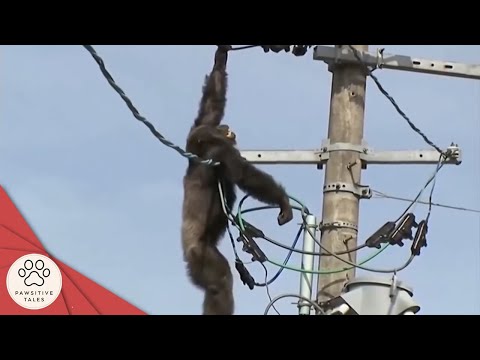 This Monkey Will Be Electrocuted to Death