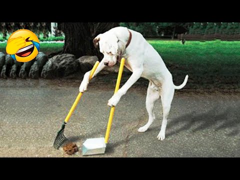 Nuevos clips de gatos y perros más divertidos de 2025 😺🐶Intenta no reírte 😂 Parte 14