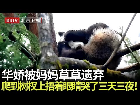华娇被妈妈草草遗弃，爬到树杈上用双手捂着眼睛，哭了三天三夜！ 【熊猫奇缘】