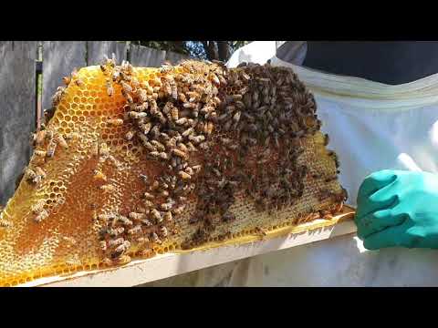 Harvesting Honey from a Kenyan Top Bar Hive, with Adrian Iodice from Beekeeping Naturally