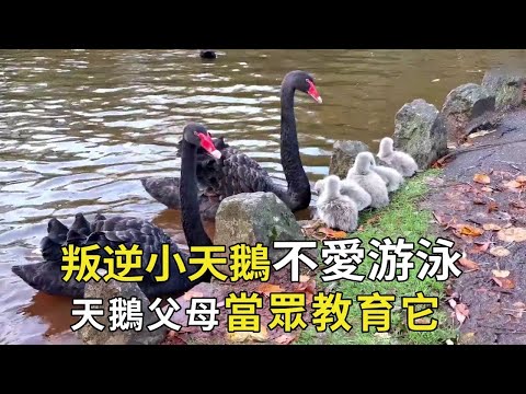 叛逆的小天鵝天生不愛游泳,父母為它操碎了心,當眾給它「愛的教育」【小奶狗觀影】