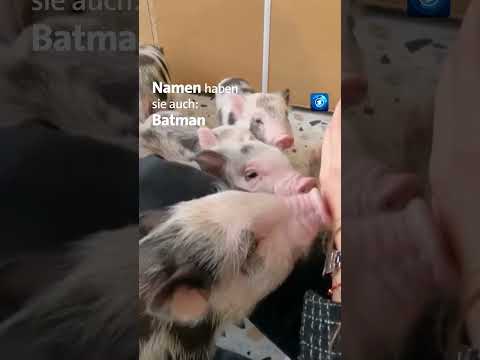 In Kiew wurde Ende Mai ein Schweine-Café eröffnet. #Ukraine #tagesschau