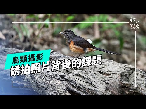 你看過這種照片嗎？誘鳥：一張照片背後的課題 (公視我們的島 第1290集 2025-01-13)
