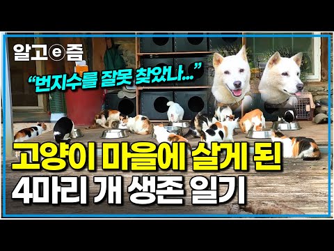 "고양이 의문의 죽음" 처음부터 의심을 사며 불편한 공생이 시작됐다! 고양이들과 함께 행복하고 싶은 4마리 반려견의 운명은? ｜세상에 나쁜 개는 없다｜알고e즘