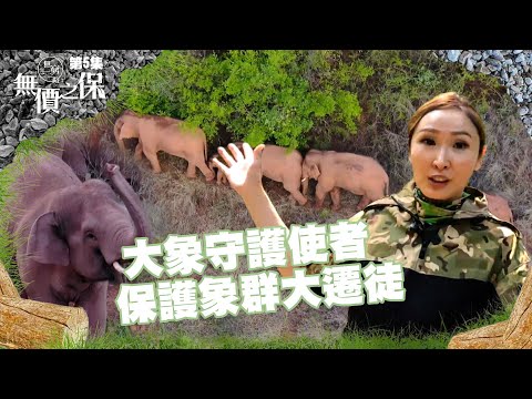 無窮之路 II - 無價之保｜大象守護使者｜保護象群大遷徒｜紀錄片 ｜亞洲野生象｜ 生態保護