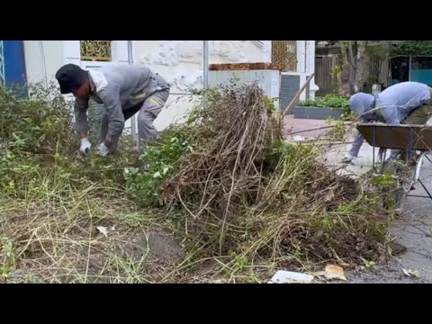 From Messy to Magical - Sidewalk Grass Cutting & Cleanup