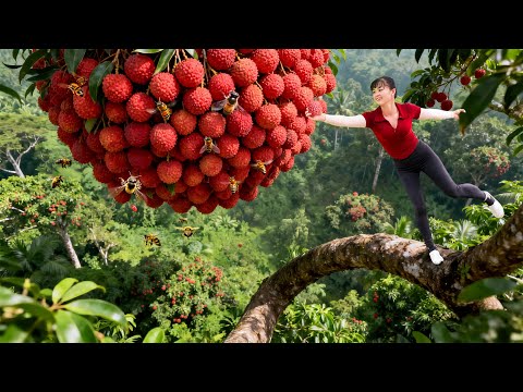 Climbing Trees Without Fear – Harvesting Giant 200kg Lychees to Make Syrup, Go to Market Sell