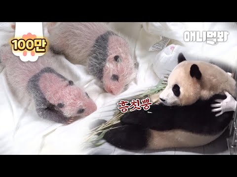 Fu Bao Salty Toward Her Keeper Taking Care of Her Sisters Only LOL