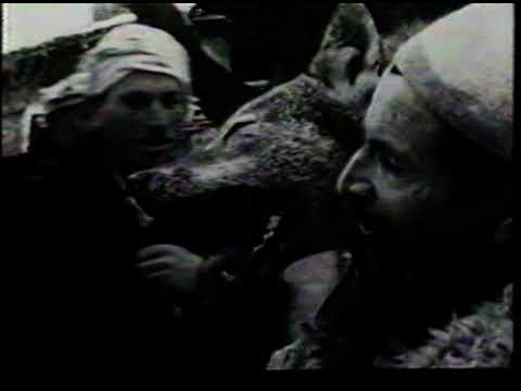 Spaniens Wölfe in Bedrängnis