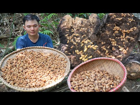 Catch palm worms for food a lucky day. Robert | Green forest life