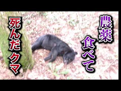 [Full version] Bears that ate pesticides: "If this continues, it will become a natural zoo"