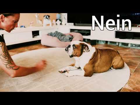 Victor kann -fast- alles! Englische Bulldogge ist gut im Training!