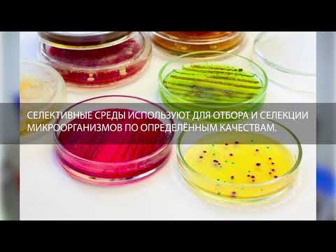 Питательные среды в микробиологии