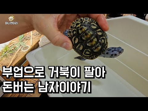 부업으로 거북이 팔아 돈 버는 남자이야기