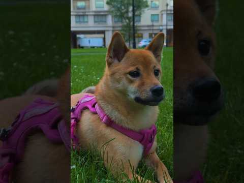 walking the dog #iphone15pro #sunday