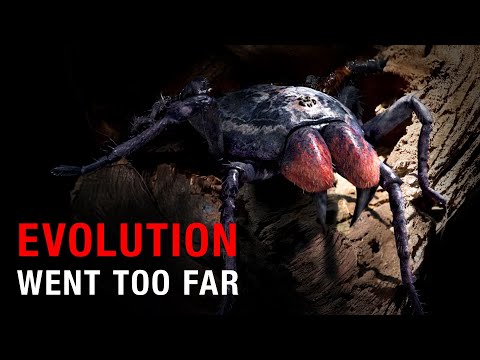 Nothing About Spiders Is Normal… Here’s Why