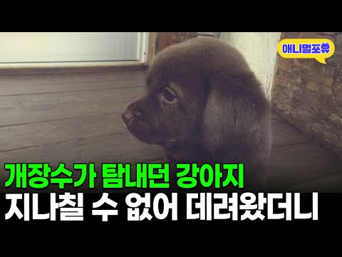 개장수가 탐내던 강아지, 불안한 마음에 데려왔더니 I KBS 동물극장 단짝 220730 방송