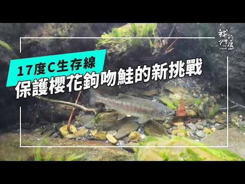 【國寶魚】17度C生存線：保護櫻花鉤吻鮭的新挑戰(公視我們的島 第1324集 2025-09-22)