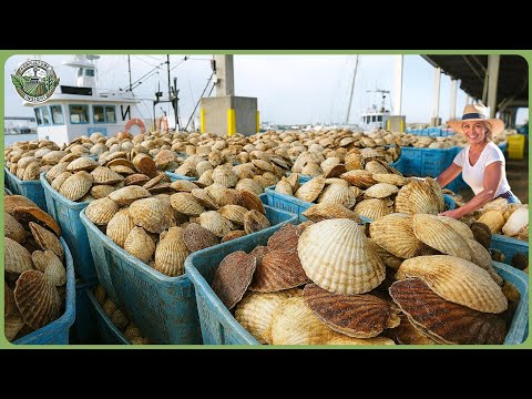 How Million Tons of Scallop Are Processed In Factory – Massive Scallop Harvesting