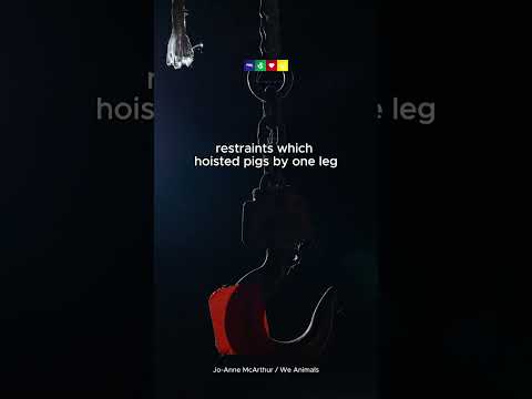 Images from a Now Closed Slaughterhouse