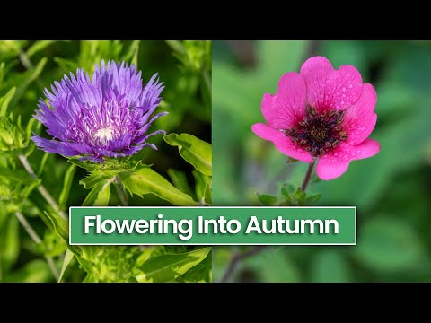 10 Perennials That Will Flower from Late Summer Into Autumn/Fall