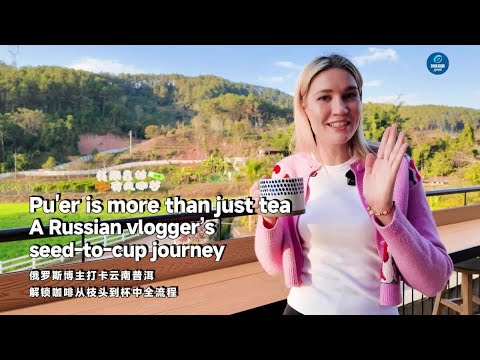 Pu'er is more than just tea! A Russian vlogger's seed-to-cup journey